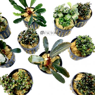 Bucephalandra Plants Packages Plantations