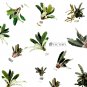Bucephalandra Plants Packages Plantations
