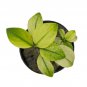 Anubias Broad White - Bare Root Plantations