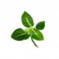 Anubias Giant Stardust - Bare Root Plantations