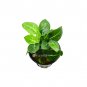 Anubias Giant Stardust - Bare Root Plantations