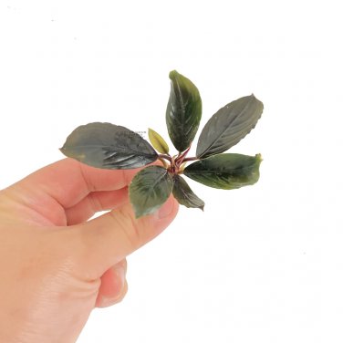 Bucephalandra Dark Skeleton King - Bare Root Plantations
