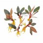 Bucephalandra Dark Skeleton King - Potted Plant Plantations