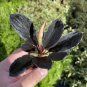 Bucephalandra Dark Skeleton King - Potted Plant Plantations