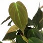 VELVET LEAF PHILO (Philodendron hederaceum) mican Sml plant Plantations