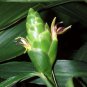 ~EDIBLE GINGER~ HOT & SPICY Zingiber officinale Canton Cooking Ginger 3 Rhizomes Plantations
