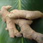 ~EDIBLE GINGER~ HOT & SPICY Zingiber officinale Canton Cooking Ginger 3 Rhizomes Plantations