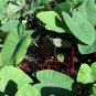 ~SANGRIA~ Colocasia esculenta Taro Plantations