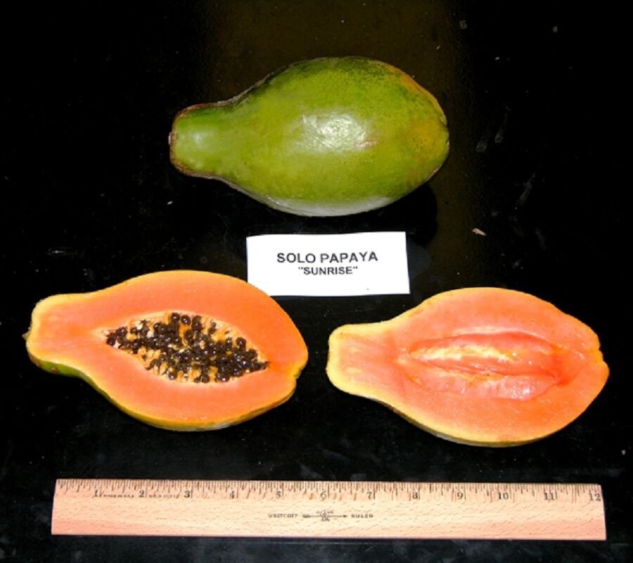 SUNRISE Strawberry RED PAPAYA Hybrid SUNUP SOLO BEST Papaya UH Cultivar ...