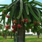 ~CAPISTRANO VALLEY~ WHITE DRAGON FRUIT Red Skin Wht Plup Pitaya 100+ Seed Plantations