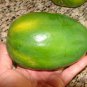 ~LAIE GOLD~ Yellow PAPAYA Kamiya Hybrid Waimanalo Solo X-77 UH Cultivar 30 SEEDS Plantations
