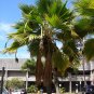 Dwarf Fiji FAN Palm Pritchardia thurstonii Rare LAU FAN Palm 100 Fresh Live Seed Plantations