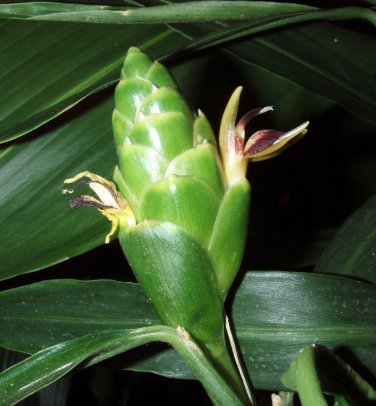 EDIBLE ~GINGER ROOT~ Zingiber HOT & SPICY Zingiber officinale LIVE 5 Rhizomes Plantations
