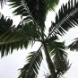 ~GAMITI PALM~ Veitchia metiti 25 Seeds VANUATU Rainforest Elegant RARE PALM SEED Plantations