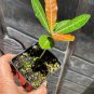 ~IMBE~ GARCINIA LIVINGSTONEI AFRICAN MANGOSTEEN RARE FRUIT TREE sml plant Plantations