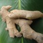 LIVE 10 Rhizomes EDIBLE GINGER ROOT Zingiber HOT & SPICY Zingiber officinale Plantations