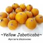 ~CABELLUDA~ Myrciaria Glazioviana Yellow Jaboticaba Plinia BIGGER nice size Plantations