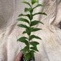 ~JACKALBERRY~ ​​Diospyros mespiliformus African Plantations