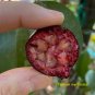 ~Araca Roxa~ PURPLE FOREST GUAVA Fruit Tree Psidium myrtoides Potd Plant Plantations