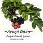 ~Araca Roxa~ PURPLE FOREST GUAVA Fruit Tree Psidium myrtoides Potd Plant Plantations