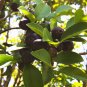 ~Araca Roxa~ PURPLE FOREST GUAVA Fruit Tree Psidium myrtoides Potd Plant Plantations