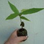 ~Fruit of Gods~ Chocolate Tree Theobroma Cacao Cocoa Small Potted starter Plant Plantations