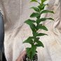 ~JACKELBERRY~ Diospyros mespiliformis AFRICAN PERSIMMON LIVE potd PLANT Plantations