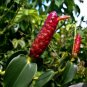 ~DWARF FRENCH KISS~ Costus woodsonii Plantations