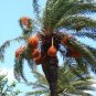 10+ Silver Date Palm seedlings Phoenix sylvestris Cold Hardy Landscape Palm Tree Plantations