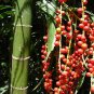 ~MacArthur Palm Tree~ Ptychosperma macarthurii Palm Potted Plant Small Seedling Plantations