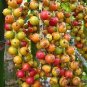 ~MacArthur Palm Tree~ Ptychosperma macarthurii Palm Potted Plant Small Seedling Plantations