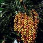 ~MacArthur Palm Tree~ Ptychosperma macarthurii Palm Potted Plant Small Seedling Plantations
