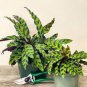 ~RATTLE SNAKE~ Calathea lancifolia LANCE LEAF PRAYER PLANT Live sml potted plant Plantations