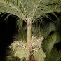 ~CHRISTMAS PALM~ Adonidia merrilli Dwarf Royal Palm TROPICAL Tree 100 LIVE SEEDS Plantations