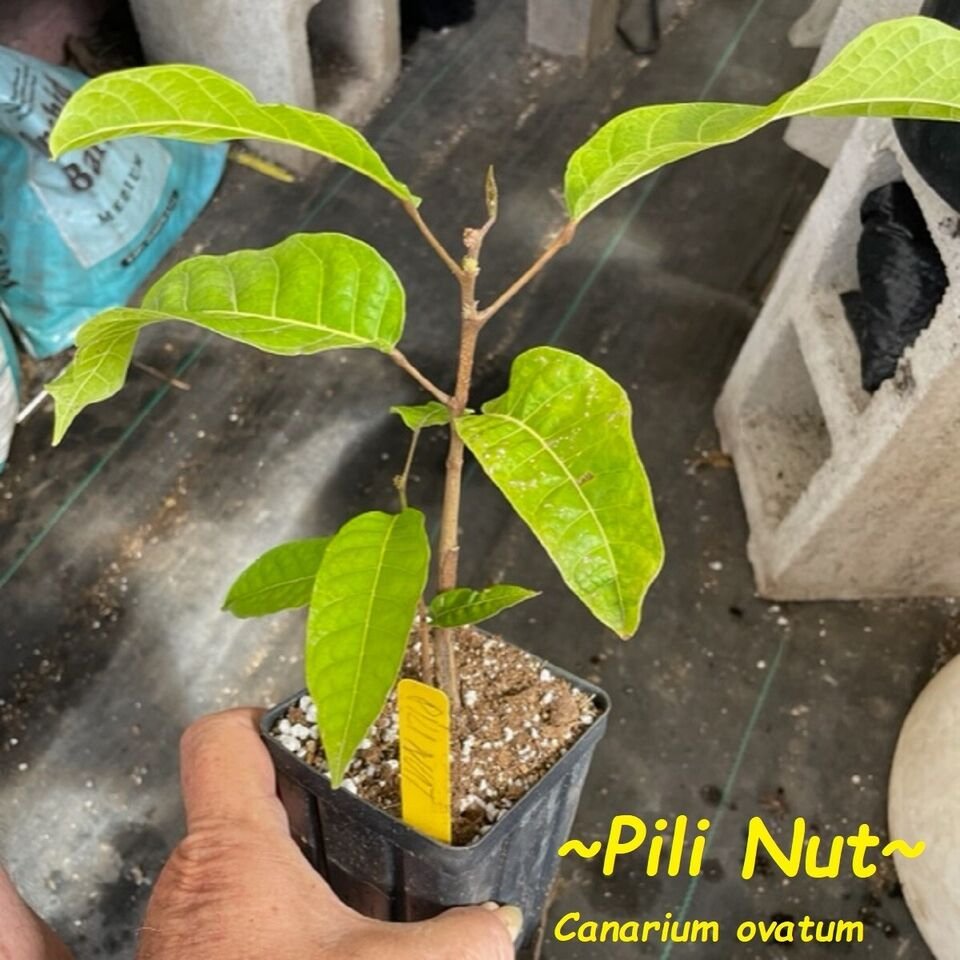 ~PILI NUT TREE~ Canarium ovatum Tropical Nut Fruit Tree potd Live Tree ...