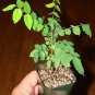 ~STAR FRUIT~ Tree Averrhoa CARAMBOLA Live Sml Potd 12 -18 inch Plant Plantations