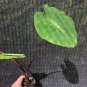~WHITE LAVA~ Colocasia esculenta ORNAMENTAL ELEPHANT EAR Live potted Small Plant Plantations