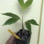 ~FISHTAIL KATTAI PALM~ Ponapea hosinoi Cloud forest Palm Sml potd starter Plant Plantations