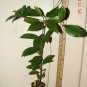 ~SAPODILLA~ Manilkara zapota cv ALANO Chico Sapote Zapote med 1-2+ft Potd Plant Plantations