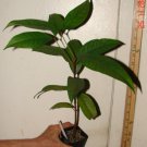 ~Giant Lau Lau~ Red Java Pear syzygium megacarpa V RARE Fruit Tree Plantations