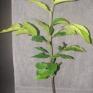 ~BLACK SAPOTE~ Diospyros digyna Chocolate Pudding Tree FRUIT TREE XXL 36-48+in Plantations