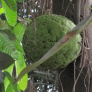 ~MOBIMBO~ Treculia africana ~UKWA~ African Breadfruit HUGE FRUIT Live potd Plant Plantations