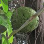 ~MOBIMBO~ Treculia africana ~UKWA~ African Breadfruit HUGE FRUIT Live potd Plant Plantations