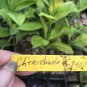 ~CHARICHUELA~ Garcinia madruno ~BUMPY LEMON~ Fruit Tree Live 12-18in Potd Plant Plantations