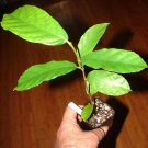 ~KWAI MUK~ Artocarpus hypargyraeus Rare Fruit Tree Live 30-40+inch Plant Plantations