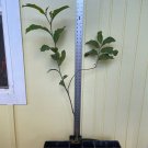 ~KWAI MUK~ Artocarpus hypargyraeus BIG Fruit Tree Live Plant 4-5+ yrs old Plantations
