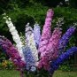 Imperial Delphinium Seed, Mixed Delphinium Seeds, Beautiful Heirloom Flower 50ct Plantations