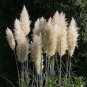White Pampas Grass Seeds, Heirloom Ornamental Grass Seeds, Feathery Blooms 50ct Plantations