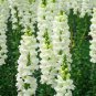 Snapdragon Seeds, Snowflake, White Snapdragons, Non-Gmo Heirloom, 100ct Plantations
