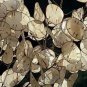 Money Plant Seeds, White, Silver Dollar Plant, Lunaria, Honesty, Heirloom 50ct Plantations
